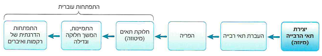 (בספר איורים)